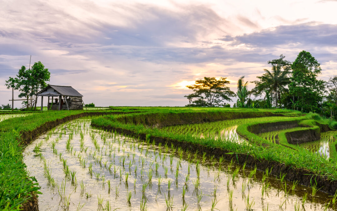 Bali